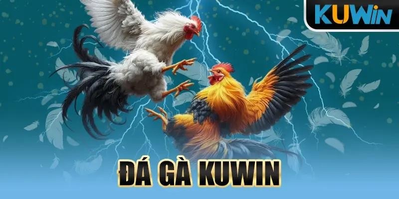 Tìm hiểu đôi nét về đá gà Kuwin